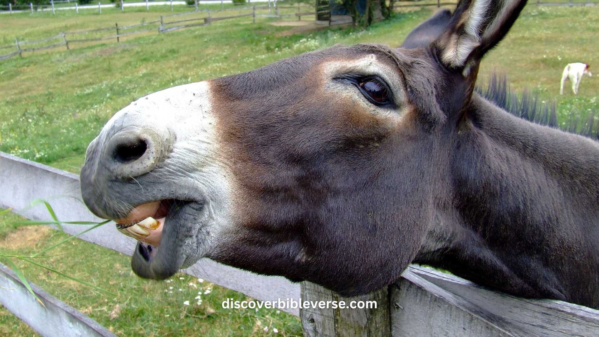 How Many Times Did A Donkey Speak In The Bible