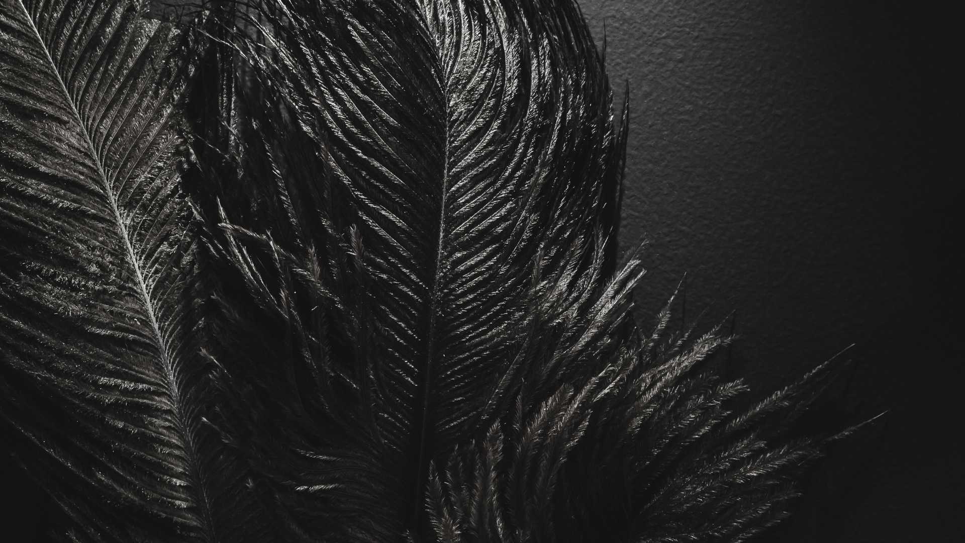 What Does a Black Feather Symbolize in Biblical Context?