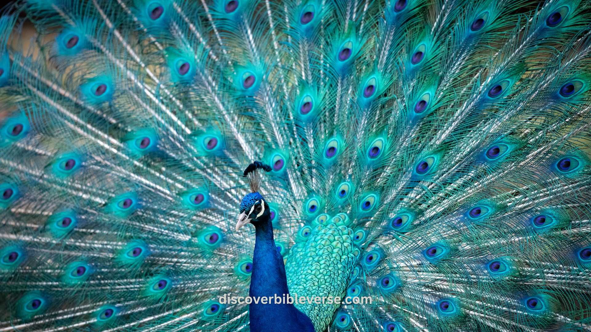 meaning of peacock in bible