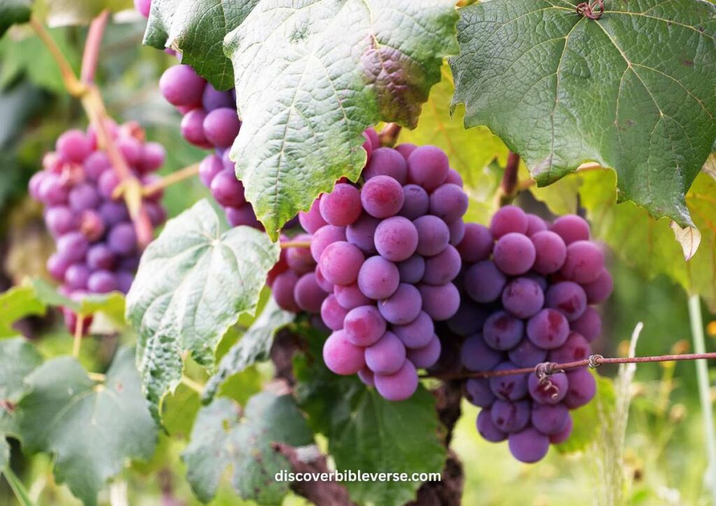 Fruit of the Spirit